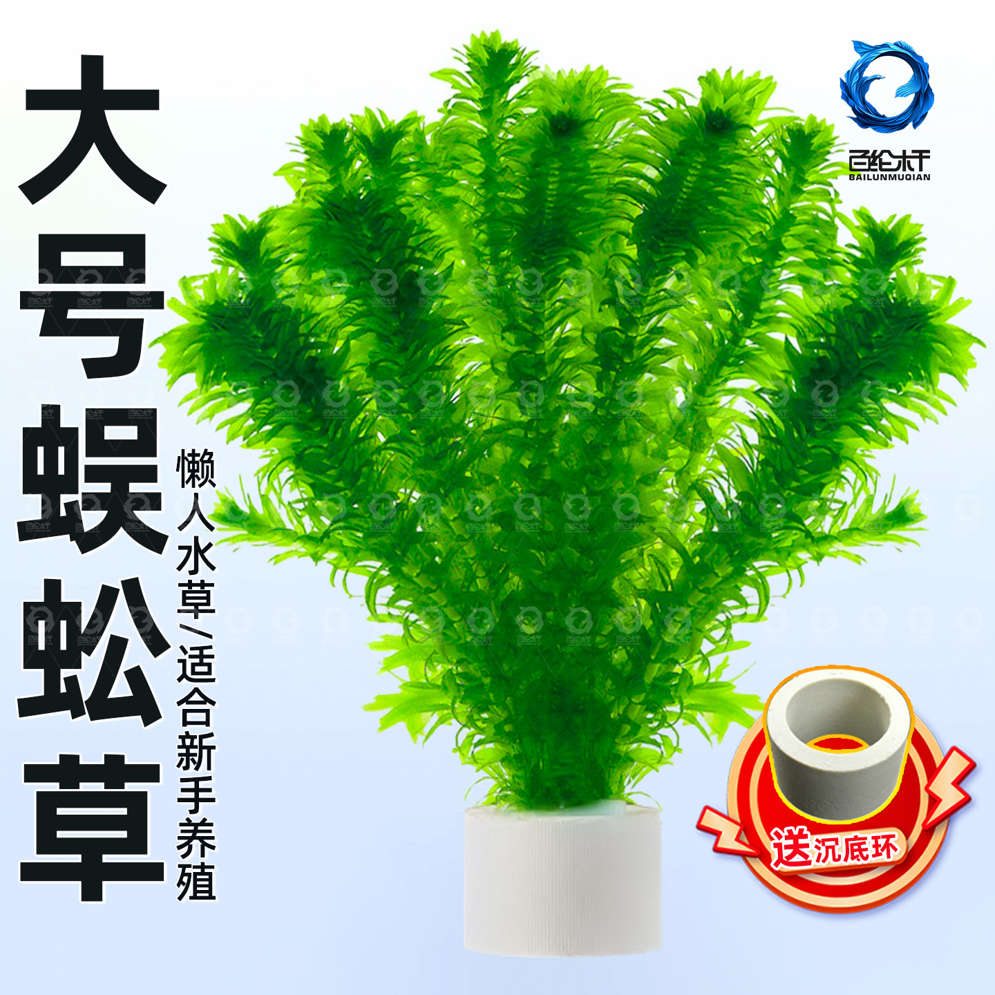 蜈蚣草绿菊鱼缸水草鱼缸造景水草鱼缸摆件增氧净水美化鱼缸包活