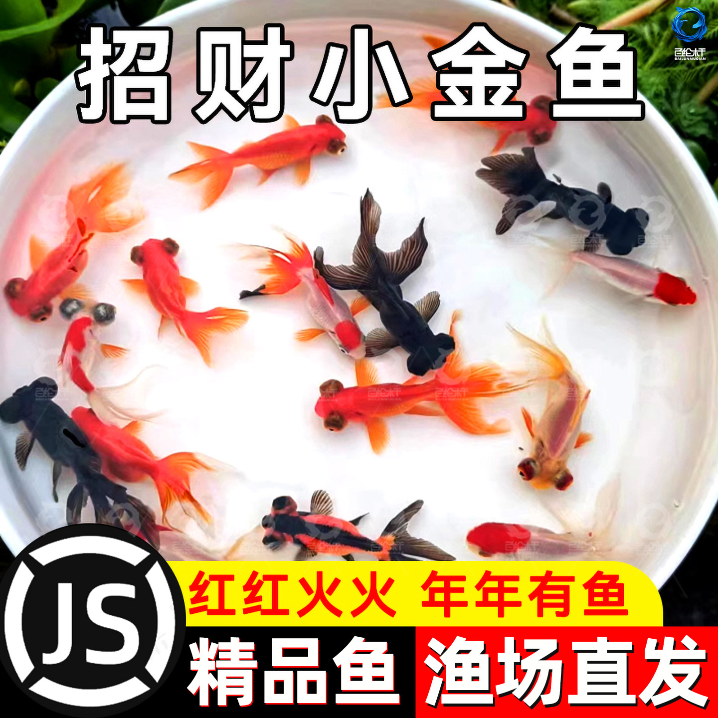 金鱼活鱼冷水鱼苗观赏鱼狮子头金鱼丹顶自来水好养耐活鱼草金小鱼