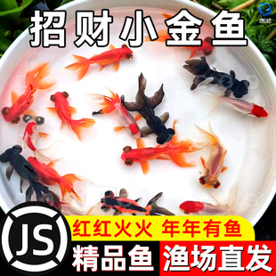 金鱼活鱼冷水鱼苗观赏鱼狮子头金鱼丹顶自来水好养耐活鱼草金小鱼