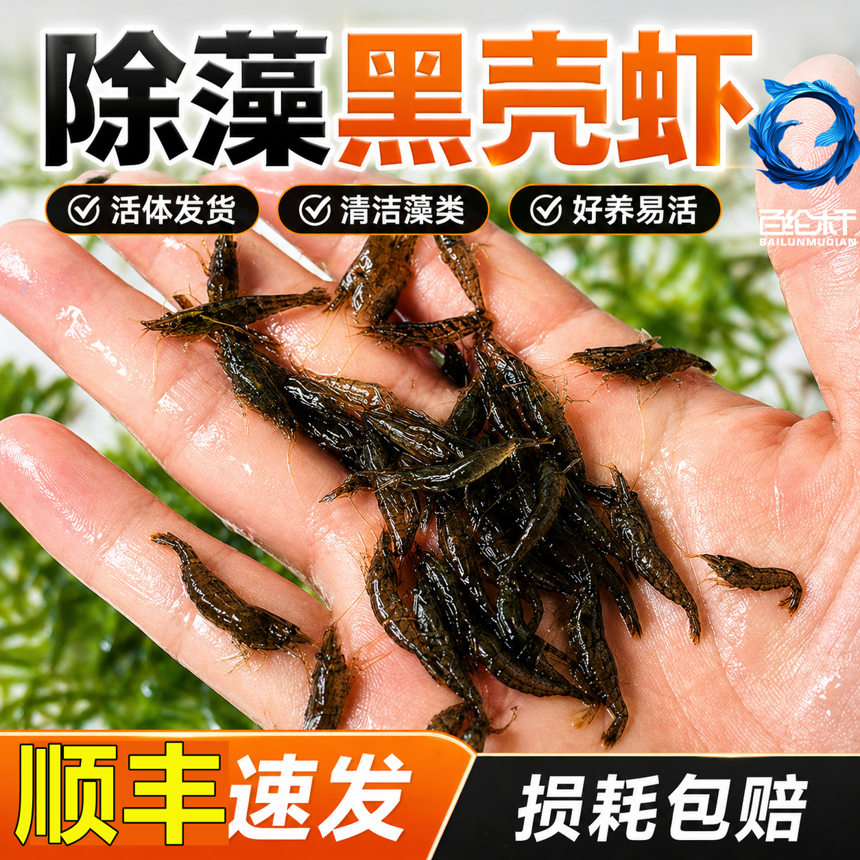 超大黑壳虾鱼缸除藻工具虾草缸清理观赏虾鲜活宠物活体饲料冷水虾