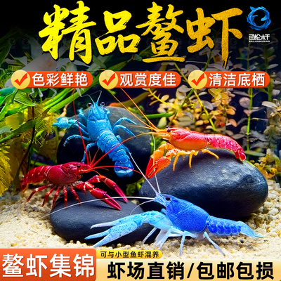 鳌虾观赏虾淡水冷水族耐活体宠物红白蓝色小龙虾火山原生天空蓝魔