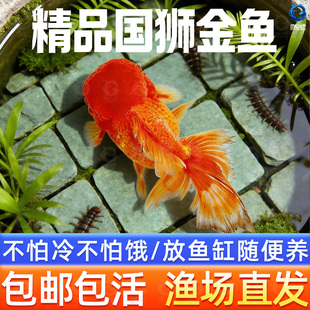 红狮金鱼国师鱼冷水鱼金鱼活鱼淡水锦鲤活体好养耐活不加温观赏鱼