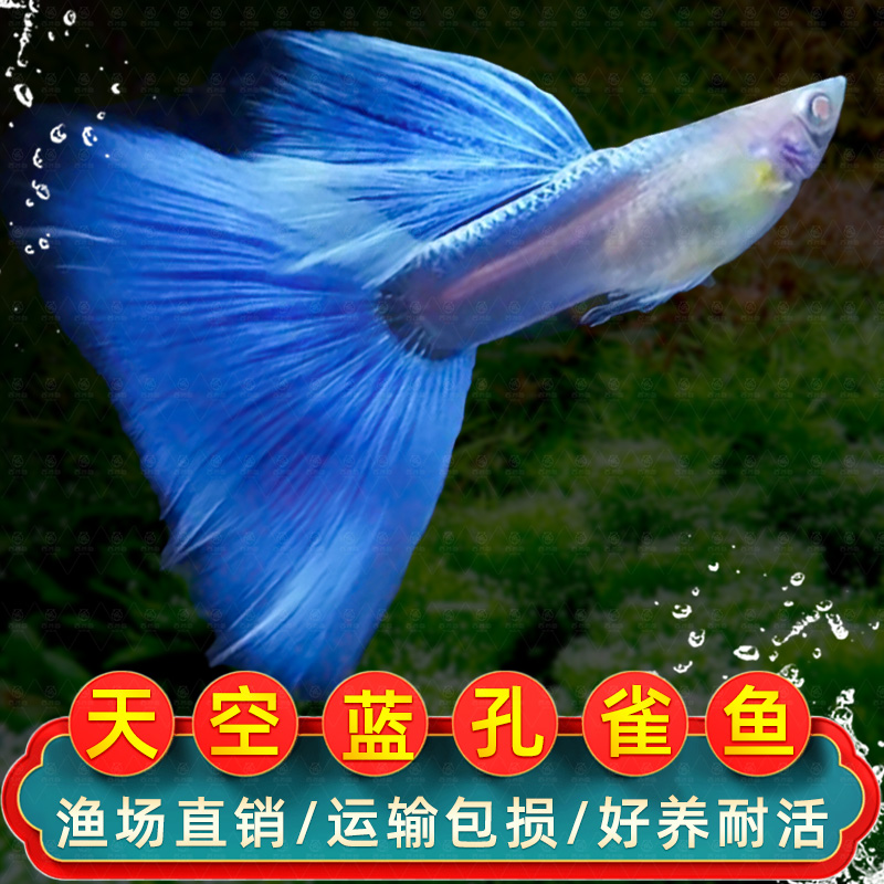 天空蓝孔雀鱼观赏鱼精品纯种小型活体热带凤尾鱼淡水好养耐活小鱼
