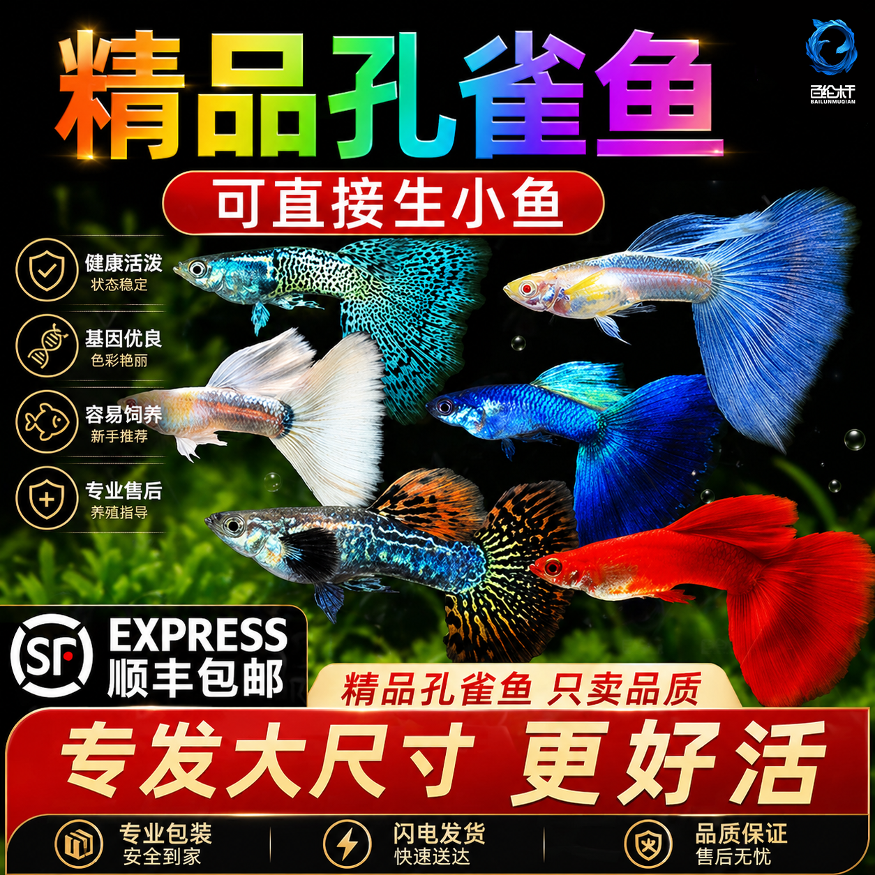 顺丰孔雀鱼热带鱼观赏活鱼苗精品小型淡水好养耐活金鱼斑马凤尾鱼