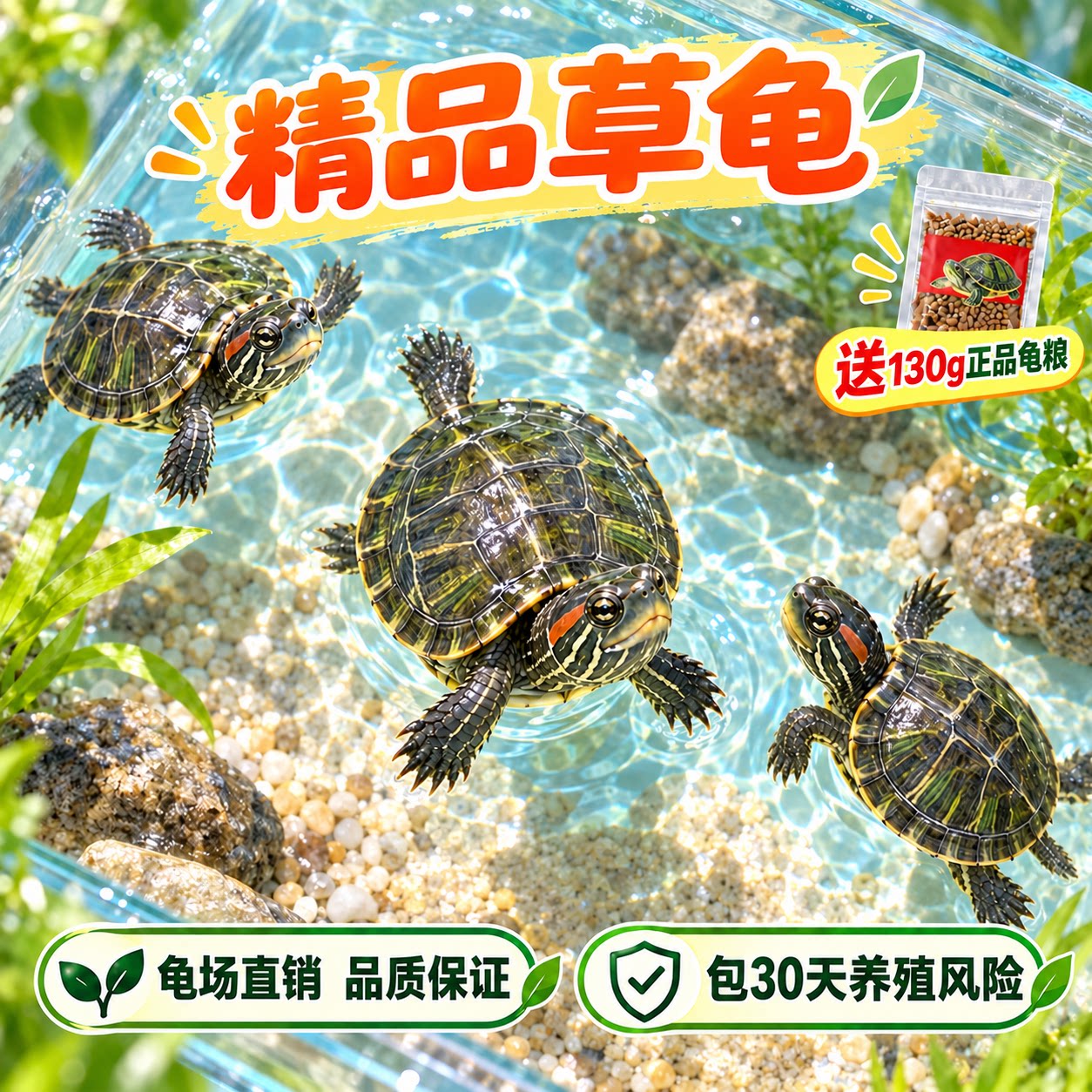 中华草龟小乌龟活物外塘长寿龟金线宠物观赏龟水金线龟墨龟草龟苗图片