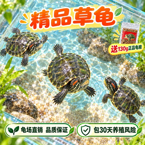 中华草龟小乌龟活物外塘长寿龟金线宠物观赏龟水金线龟墨龟草龟苗
