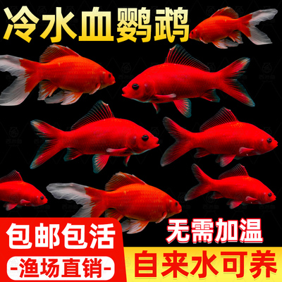 观赏鱼冷水血鹦鹉好养耐活招财鱼红鱼发财鱼小型风水鱼草金鱼锦鲤
