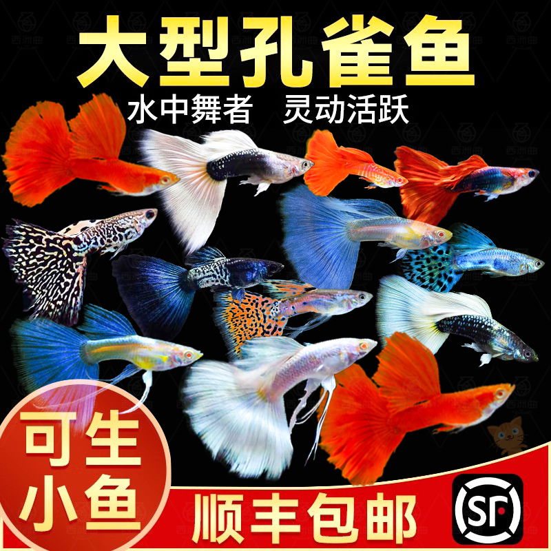 孔雀鱼纯种观赏鱼小型淡水好养热带鱼活体清道夫斑马金鱼小鱼鱼苗