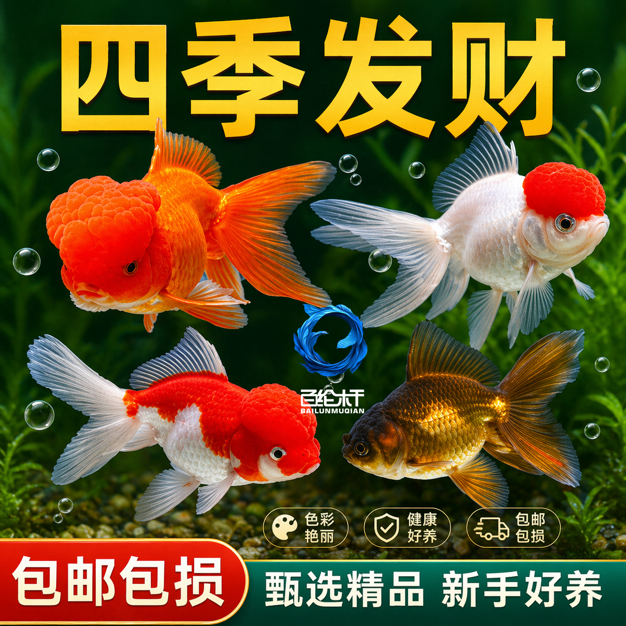 金鱼活鱼冷水鱼苗观赏鱼狮子头金鱼丹顶自来水好养耐活鱼草金小鱼