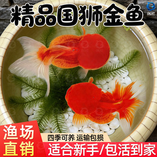 红狮金鱼国师鱼冷水鱼金鱼活鱼淡水锦鲤活体好养耐活不加温观赏鱼