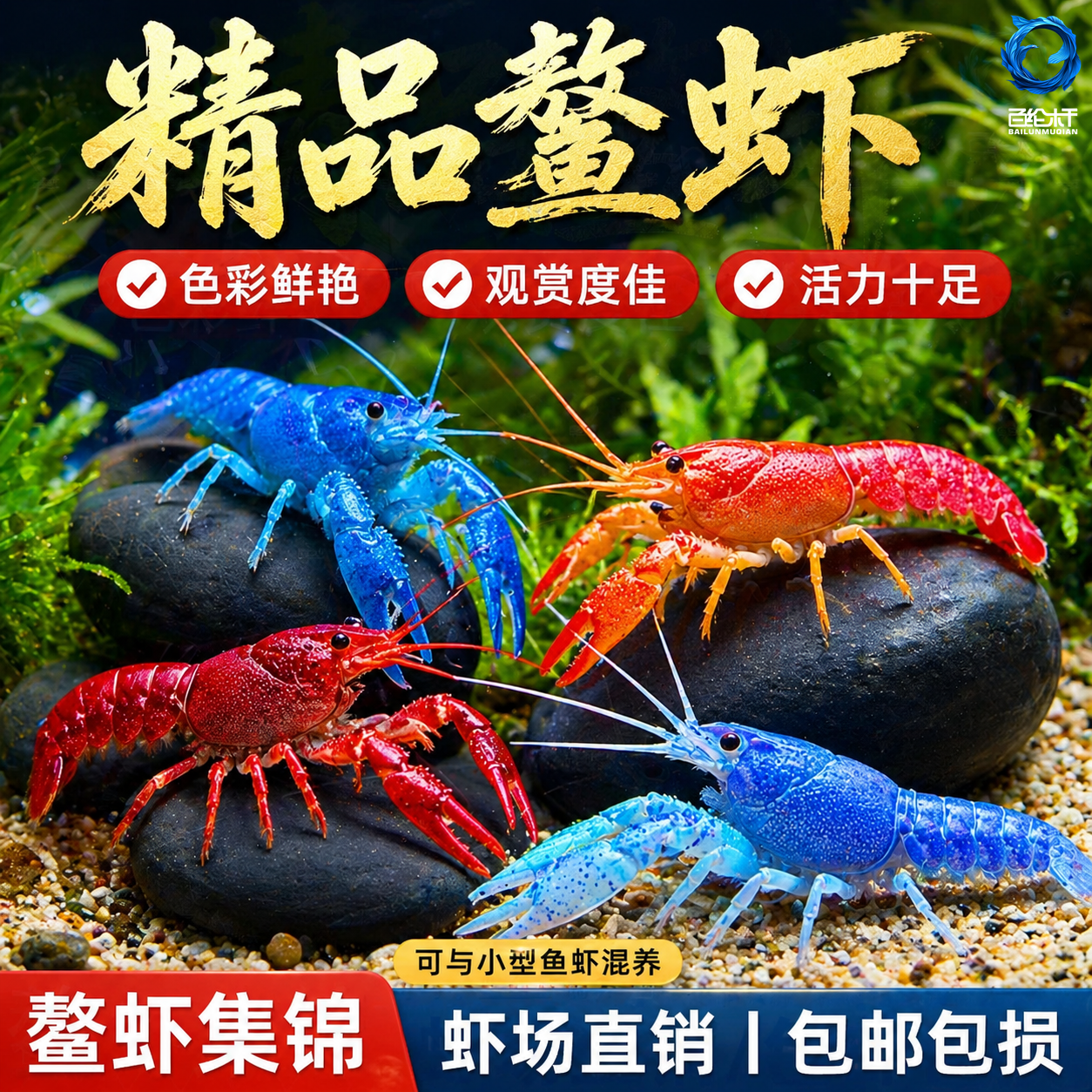 鳌虾观赏虾淡水冷水族耐活体宠物红白蓝色小龙虾火山原生天空蓝魔
