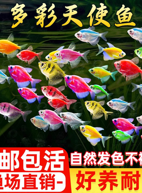 天使鱼大号观赏鱼热带鱼淡水好养耐活群游七彩紫天使红柠檬黄