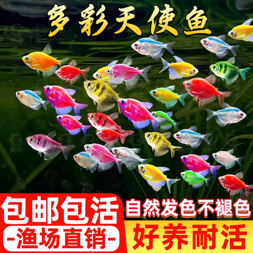 天使鱼大号观赏鱼热带鱼淡水好养耐活群游七彩紫天使红柠檬黄