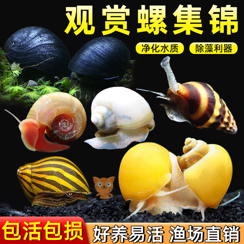 黄金螺除藻螺观赏螺鱼缸清洁黑金刚吃藻苹果斑马螺吃粪工具淡水螺,宠物/宠物食品及用品,螺,淘宝优惠券,粉丝福利购,淘宝优惠卷