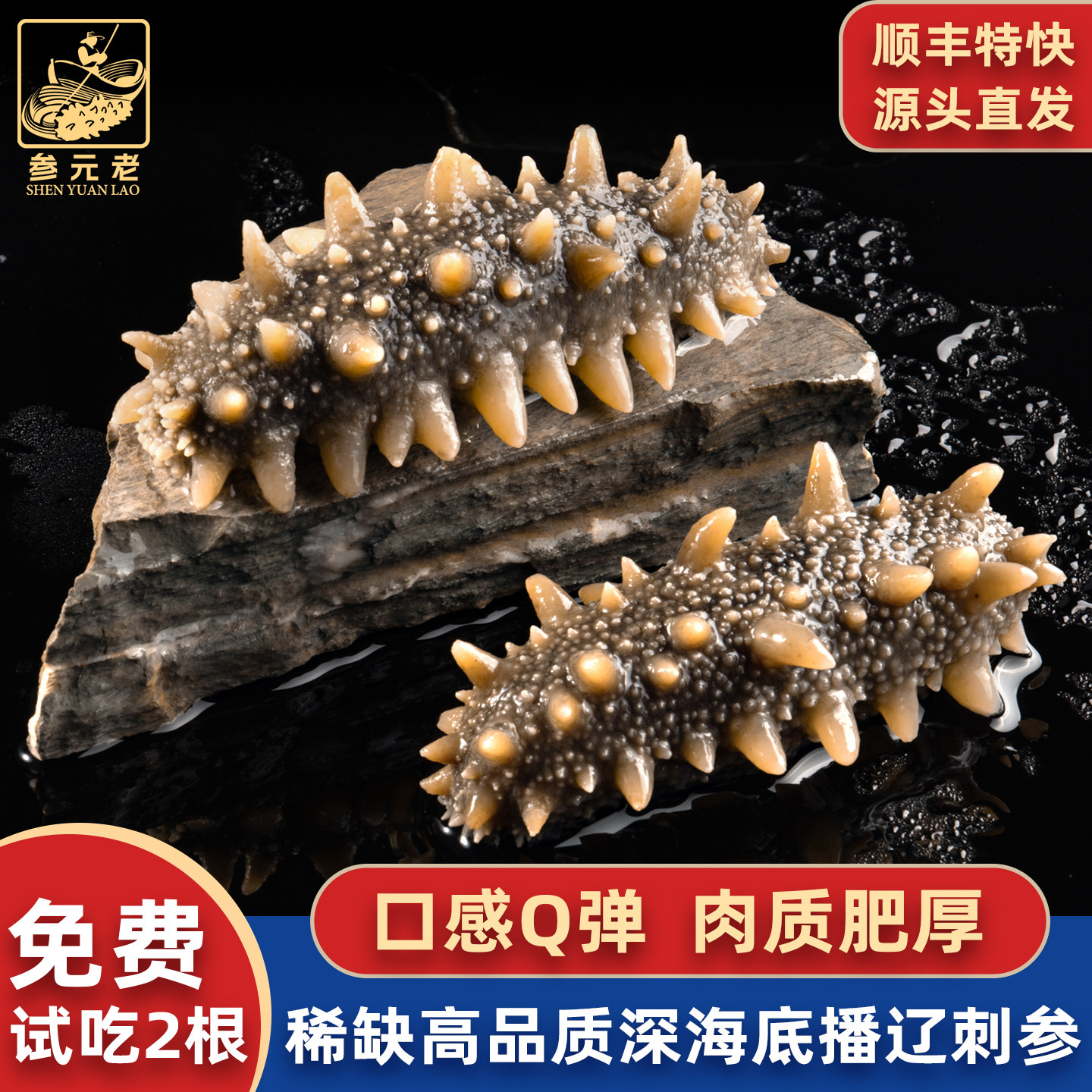 产地大连鲜食海参深海即食海参速食鲜活辽刺参非干参孕妇孩子补品