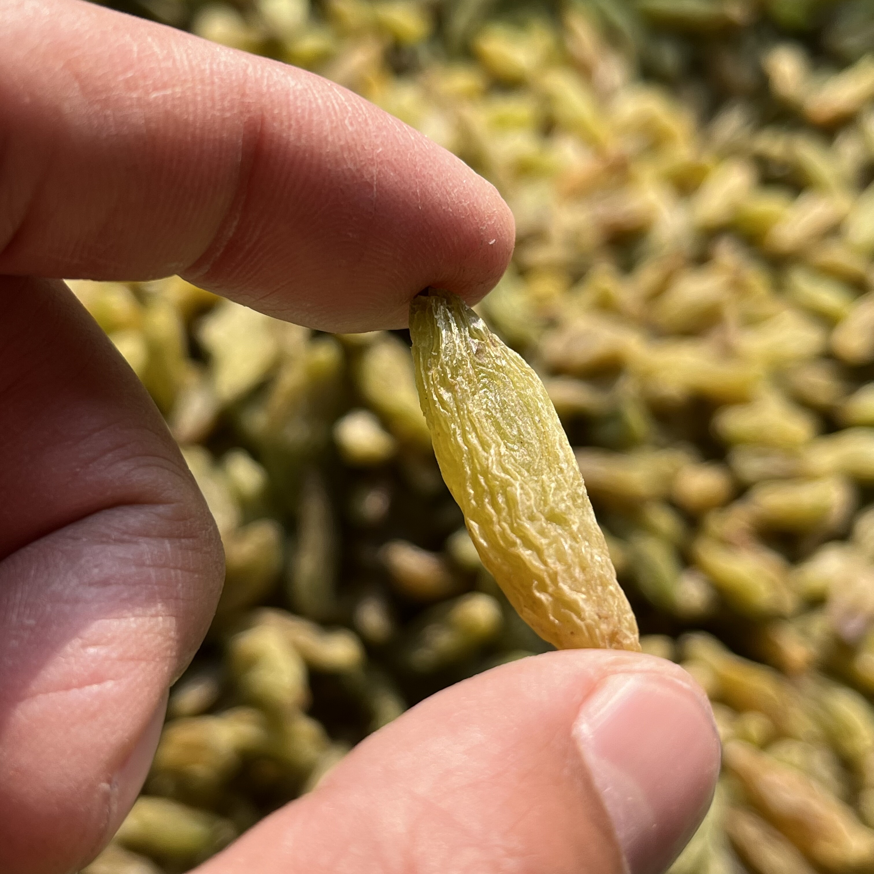 大颗粒哈密王香妃葡萄干晾房风干自然未洗口感甘甜