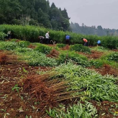 【限时活动】四川现挖现发毛桃苗实生苗毛桃苗子砧木李子桃子砧木