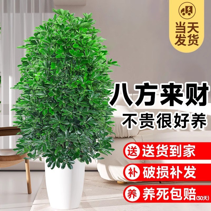 鸭脚木八方来财植物发财树盆栽客厅绿植大型室内花卉树苗四季好养