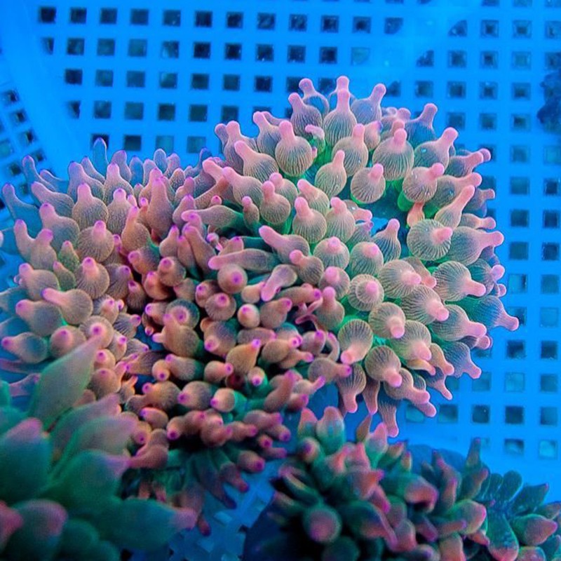 奶嘴海葵小丑鱼海葵珊瑚绿奶嘴H荧光绿地毯紫点白海葵