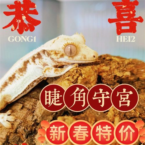 睫角守宫莉莉白盖勾亚魔物萨拉辛巨人鳄鳞M豹纹守宫果泥瘤尾爬宠