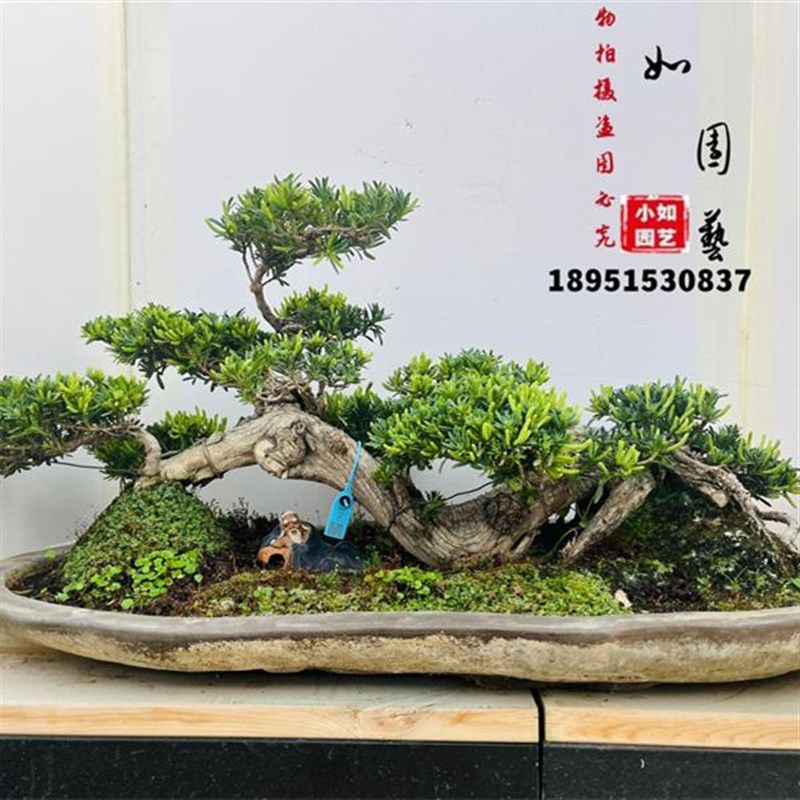 罗汉松盆景树桩老桩雀舌米叶红芽珍珠罗汉松迎客悬崖矮霸盆景造型