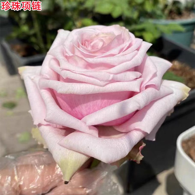 超新品珍珠项链月季苗灌木大花切花玫瑰庭院阳台盆栽四季开花