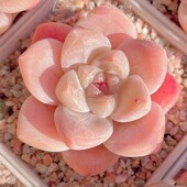 多肉植物组合盆栽新手好养精品肉肉套装 办公室花卉小盆栽懒人植物