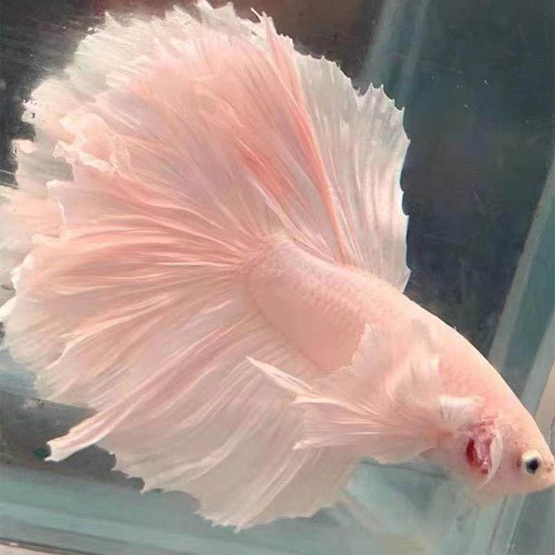 极速泰国斗o鱼简单好养易活