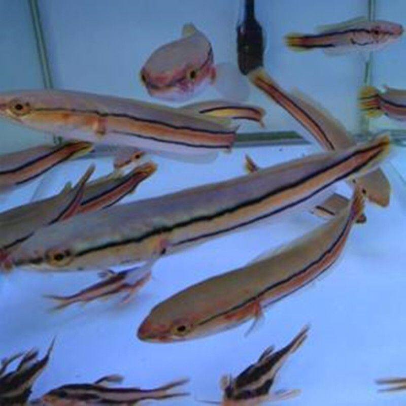 新品大铅笔鱼活电龙小盾鳢多曼大C型凶猛肉食红龙热带观赏鱼鱼苗
