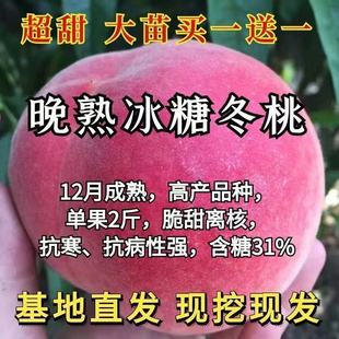 特大超甜晚熟冰糖冬桃树苗 南北方种植果树苗当年结果苗盆栽地栽
