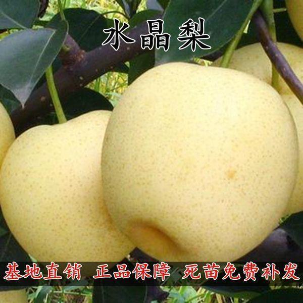 特大新品种嫁接水晶梨树苗