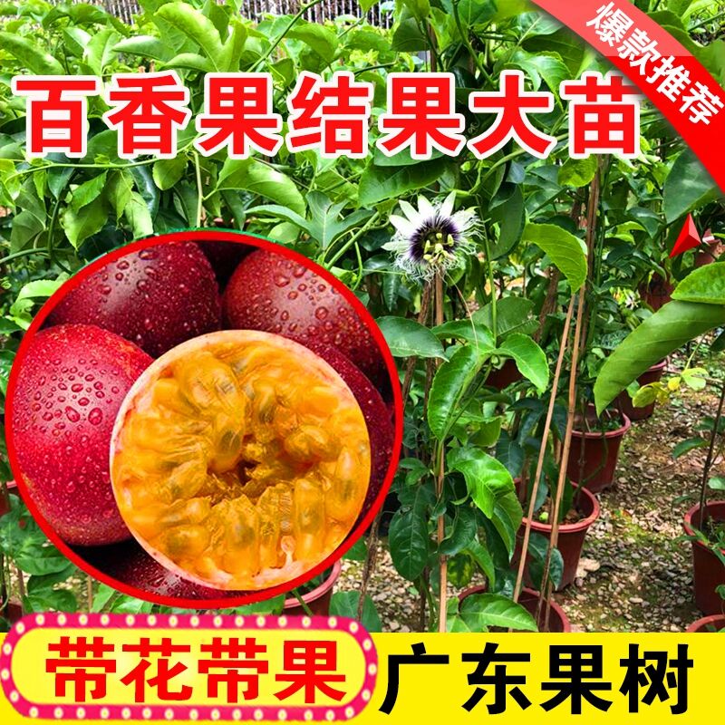 广东果苗百香爬藤盆栽鸡蛋
