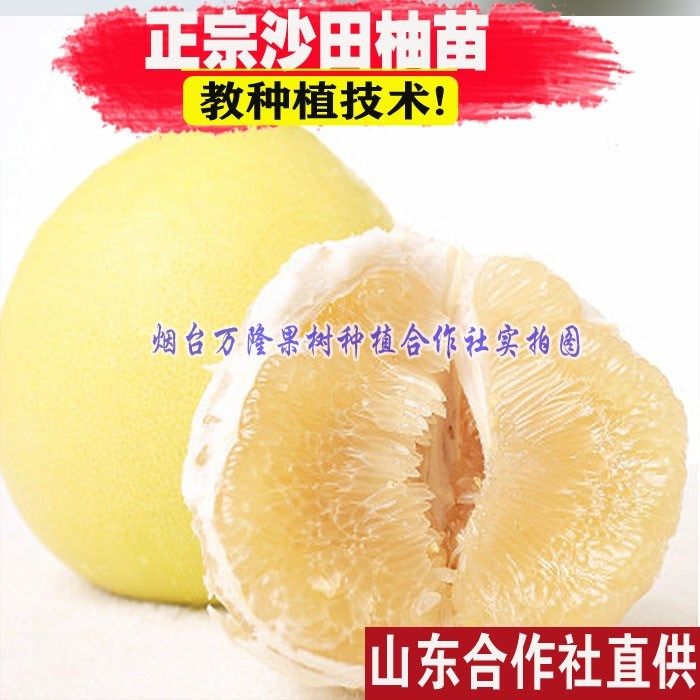 柚子苗 树苗沙田柚子苗 蜜柚 果树 果苗南方种植当年结果盆栽地栽,鲜花速递/花卉仿真/绿植园艺,果树,淘宝优惠券,粉丝福利购,淘宝优惠卷