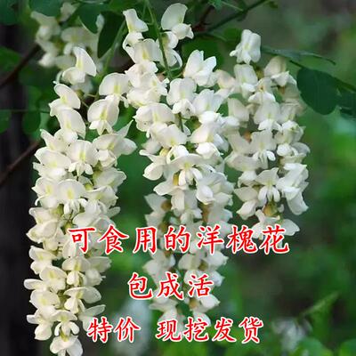 洋槐树苗花庭院行道刺可