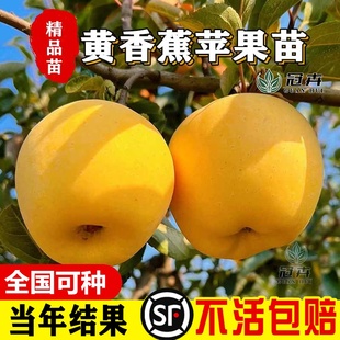 嫁接黄元 帅苹果树苗矮化金帅苹果苗粉面黄香蕉当年结果北南方种植