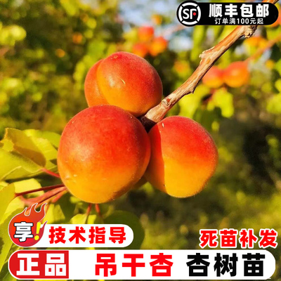 杏树果苗嫁接新疆吊干甜仁