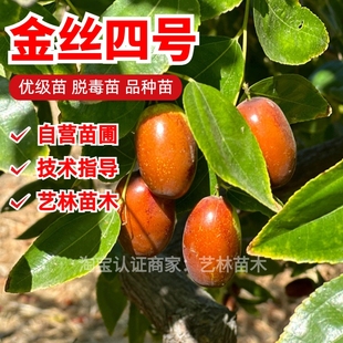 脆甜四号小枣树活苗嫁接金丝4号枣树苗红枣南方北方种植盆栽地栽