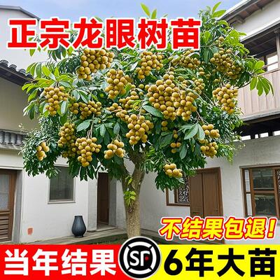 龙眼树苗嫁接盆栽水果储良