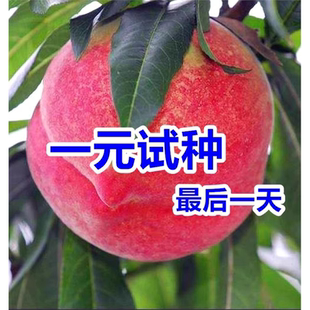 桃树苗嫁接桃树果苗水蜜桃冬桃苗庭院南方北方种植果树苗当年结果