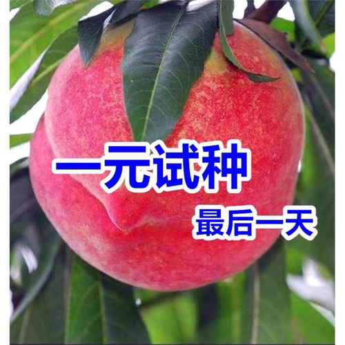 桃树苗嫁接果水蜜冬庭院南