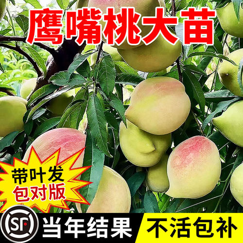 鹰嘴桃树苗果广东连平嫁接