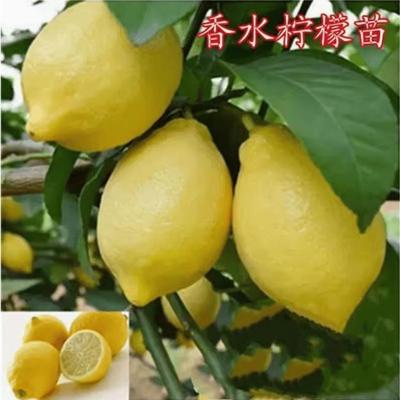 台湾四季无籽香水柠檬苗盆