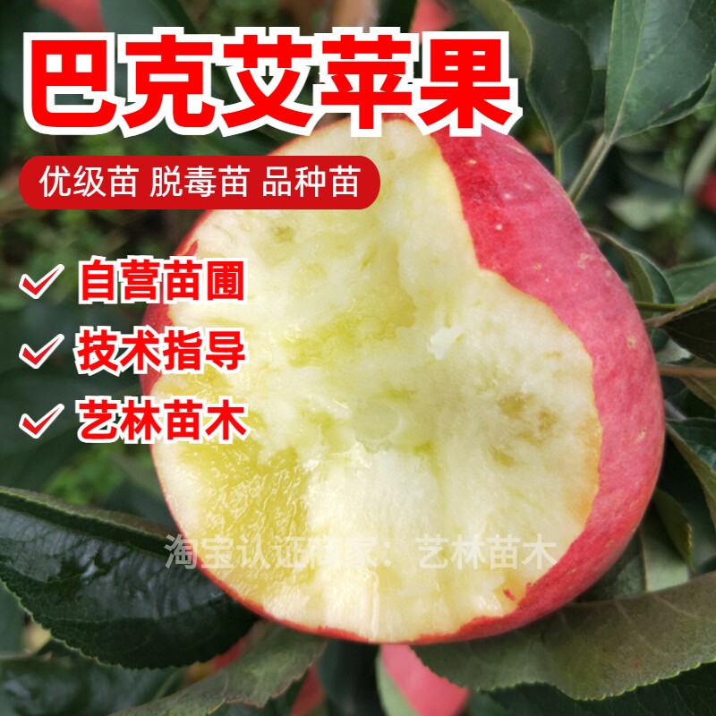 盆栽庭院早熟巴克艾苹果苗嫁接嘎啦苹果树苗地栽南北方种植当年结