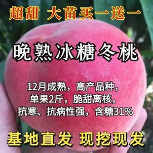 晚熟巨无霸桃树苗嫁接苗新品种甜桃子树苗果树苗果树苗大全冬桃