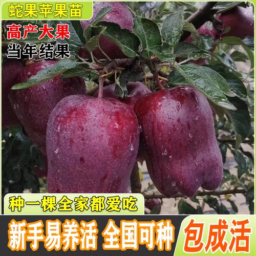 蛇果苹树苗嫁接盆栽地阳台