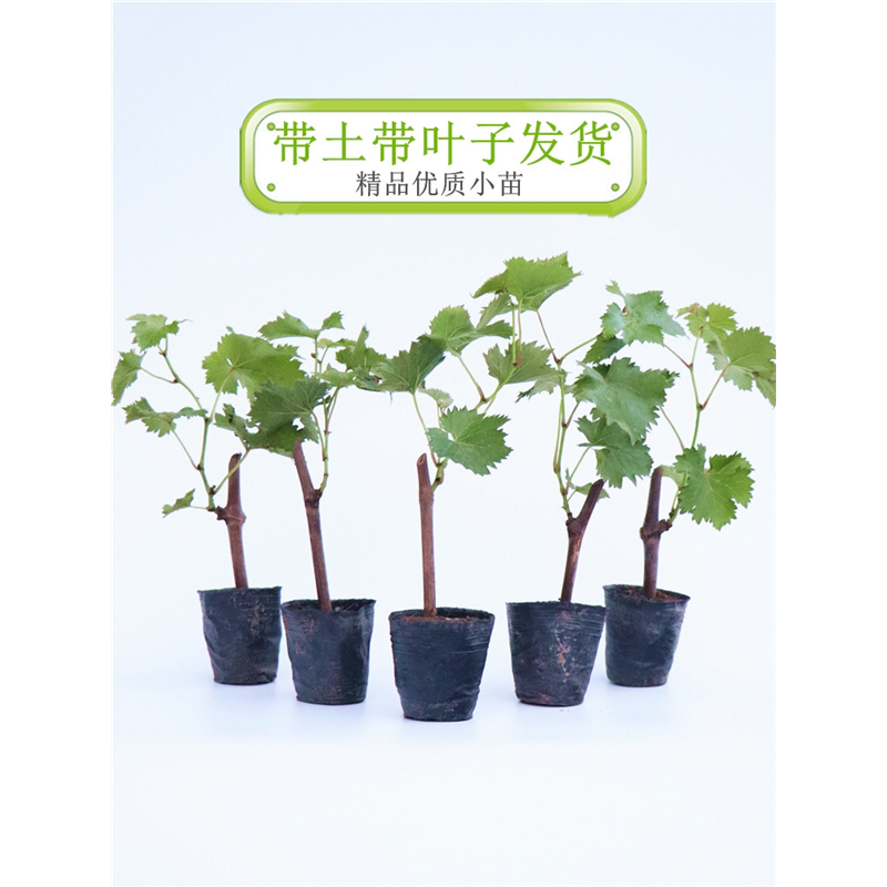 葡萄树苗蓝宝石葡萄苗阳光玫瑰小苗妮娜皇后盆栽地栽嫁接果树果苗