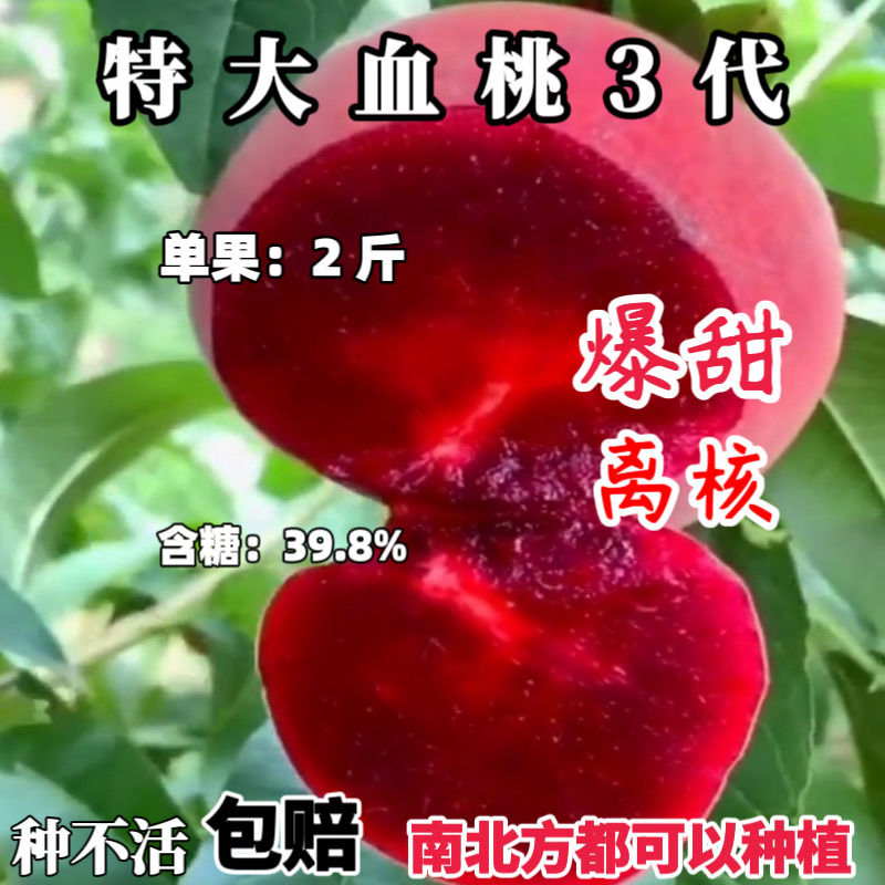 新品种特大血桃树苗正宗红