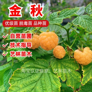 双季黄树莓苗金秋覆盆子树苗南北方四季阳台盆栽地栽种植当年结果