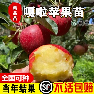 嘎啦苹果苗南北方庭院地栽糖心果树盆栽嫁接矮化苹果树苗当年结果