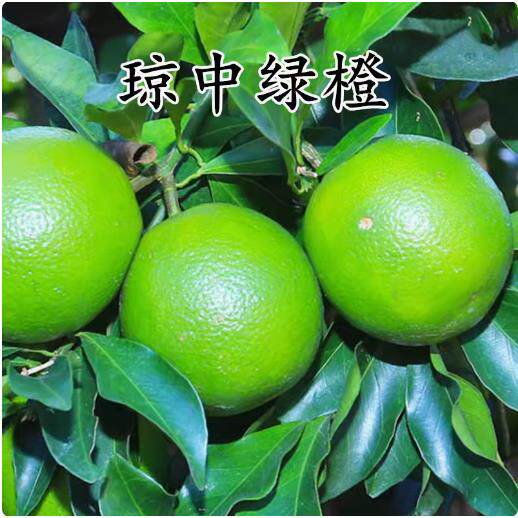 正宗海南琼中绿橙树苗橙子橙树树苗冰糖橙甜橙苗树苗南方种植嫁接